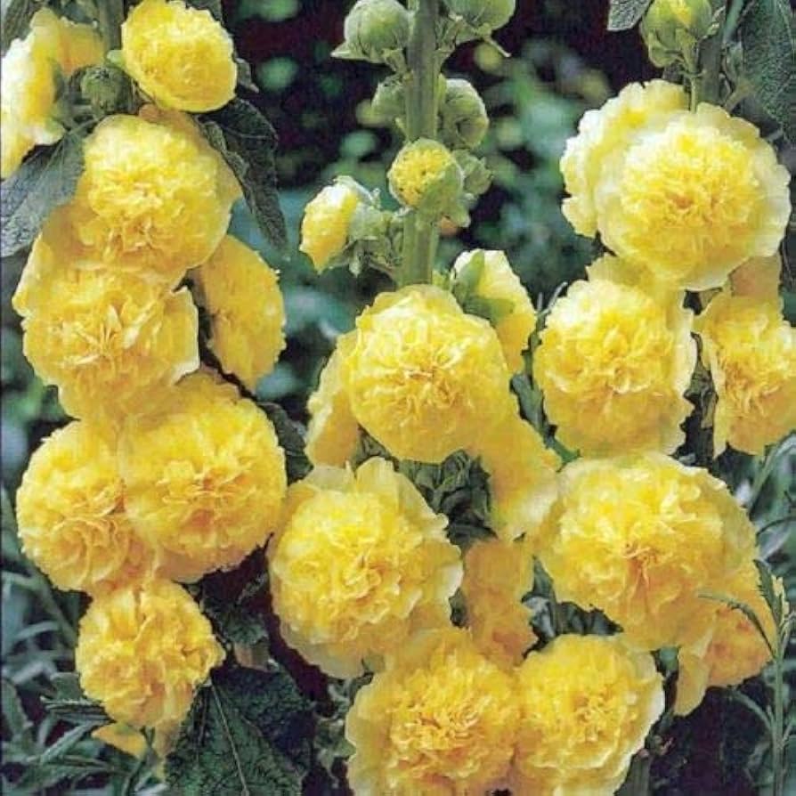Hollyhock (flower Alcea rosea double yellow perennial) for planting in garden